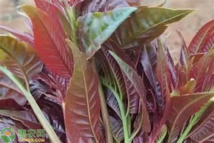 种蔬菜,自己如何制作“有机肥”,绿色无公害？