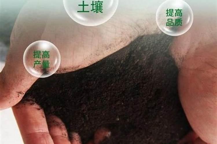 如何掌握菜豆的施肥技术？