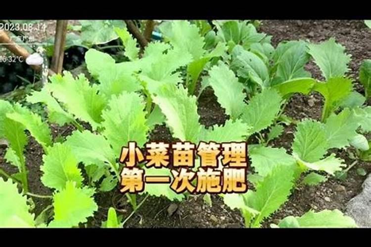 小青菜种植施肥方法和时间