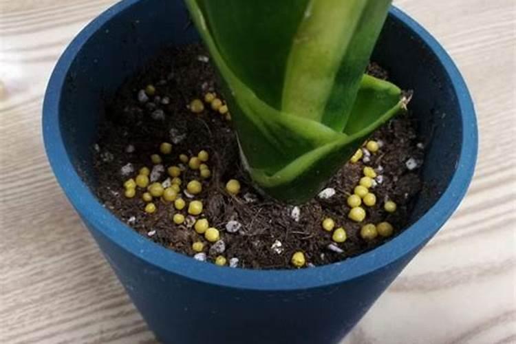 氮肥能直接放花盆施肥吗