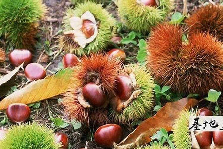 蒜苗浇水的正确方法