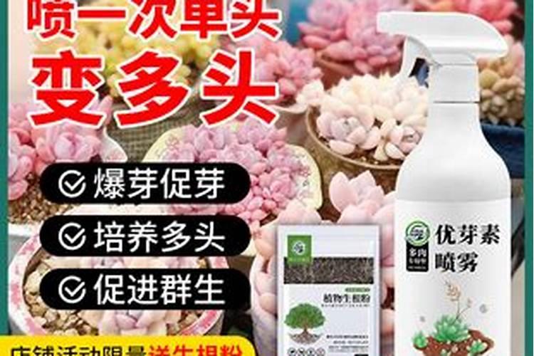 茶树催芽壮芽用什么药最快 茶树是乔木还是灌木