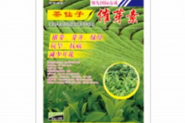 提个醒:春茶过早上市是一种“病”,得治