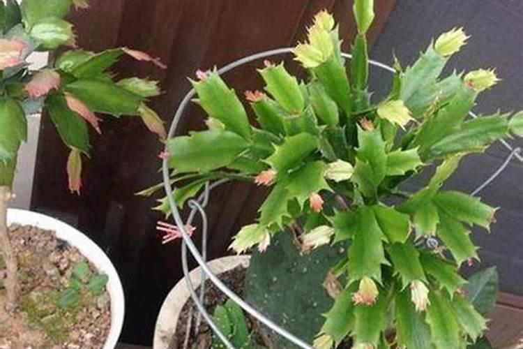 苹果用矿源黄腐酸钾有什么用