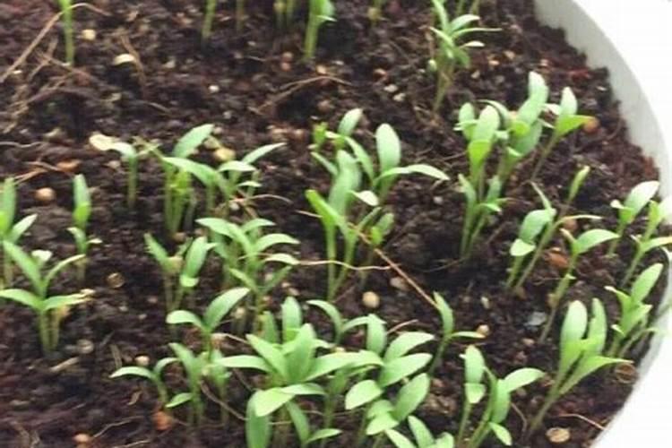 苹果树套装后喷芸苔素可以吗