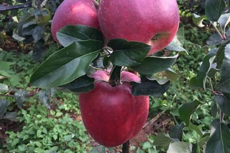 冷地方种植的水果