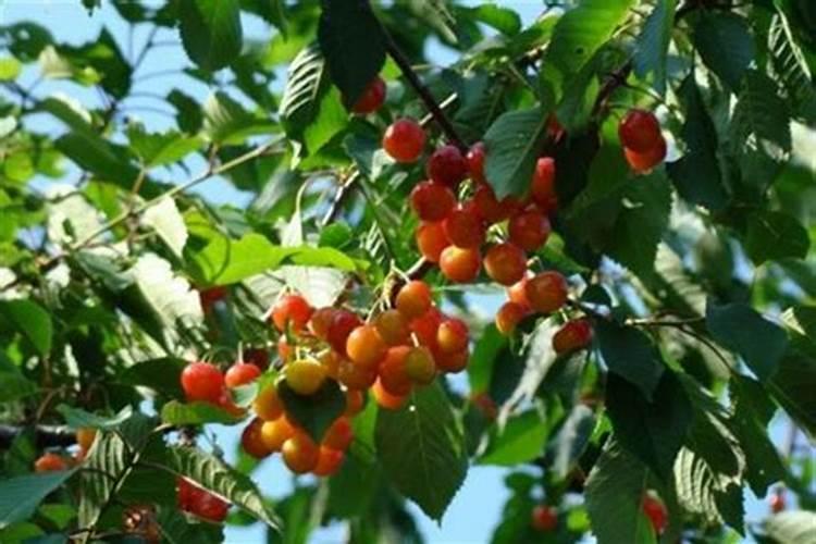 如何防止樱桃裂果？