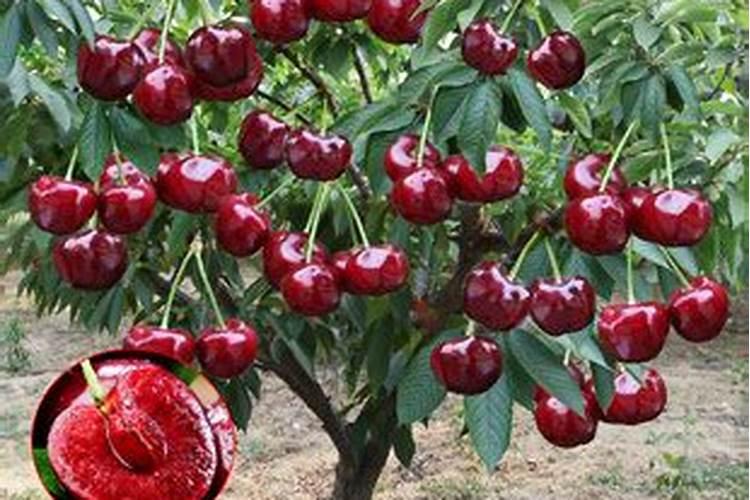 今年才栽的小樱桃树现在用不用畏化肥？