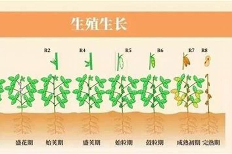 大豆需肥规律 如何追肥 怎么施肥