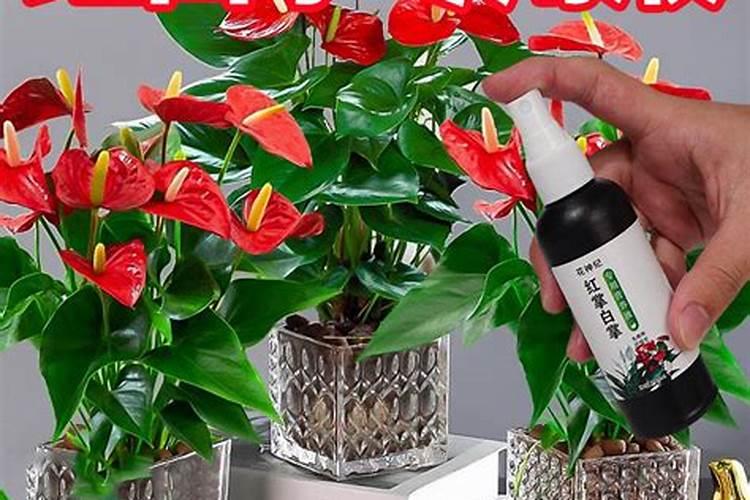 硝基肥适不适合种茶叶