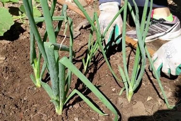 香葱怎么施肥？多谢!