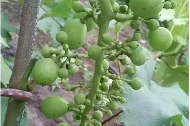 一亩地用多少硼肥 如何正确施硼肥