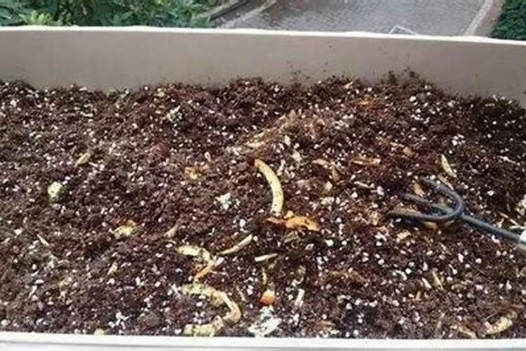 大豆地虫药打除草剂最怕三个地方