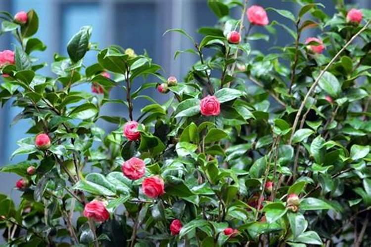 四季山茶花怎么养护 家庭养法
