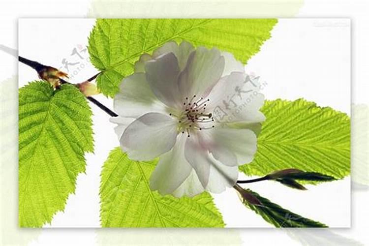 盆栽观叶植物怎样施叶面肥？