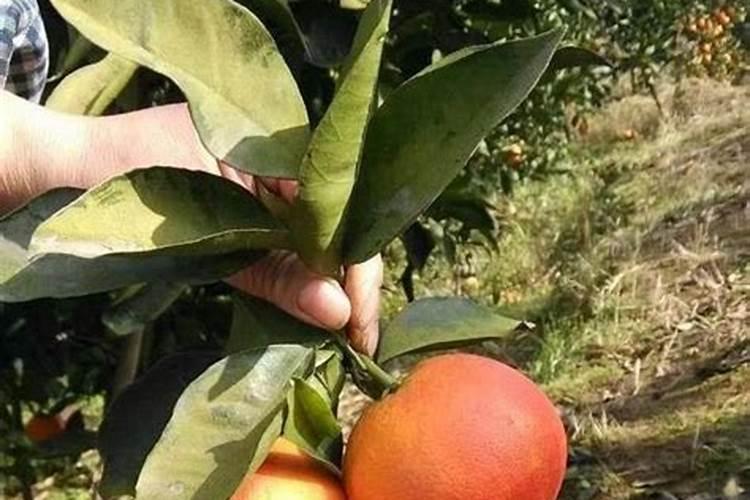 五彩椒怎么人工授粉