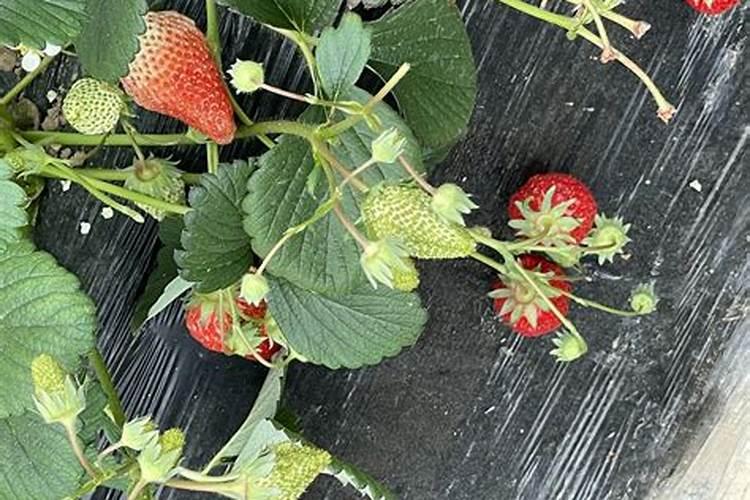 北京微量元素检查多少钱？