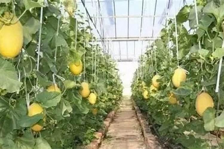 哈密瓜种植技术与管理法,哈密瓜怎么挑选
