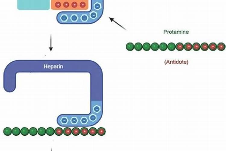 鱼精蛋白中和肝素比例