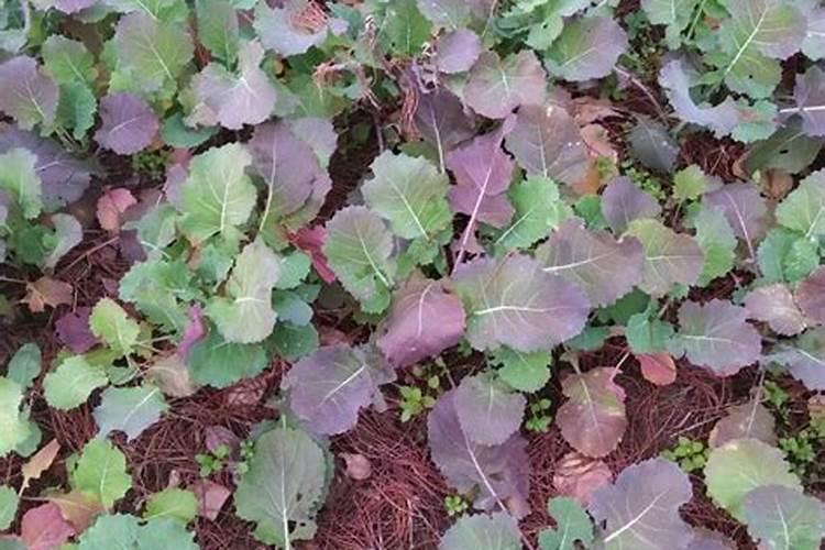 油菜叶面喷施硼肥的最佳时间