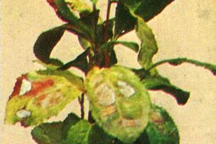 适合茶树的肥料有哪些种类？