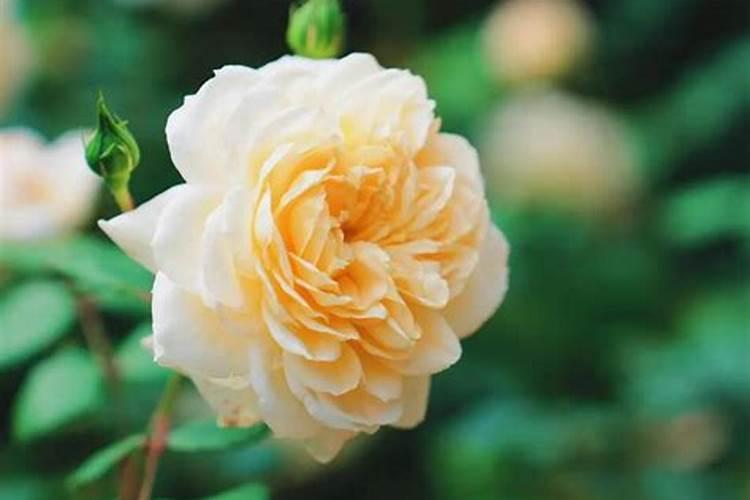 叶面肥有哪些牌子 排行榜都有哪些上榜