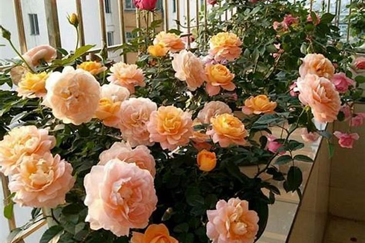 德沃多bb肥可以施肥在什么花里