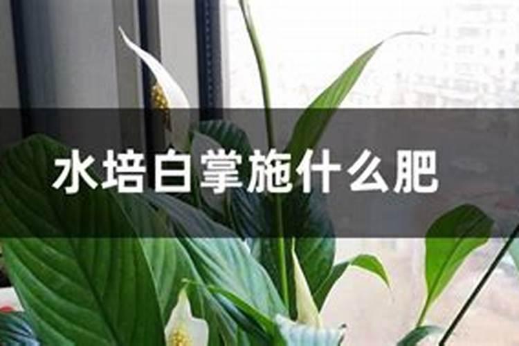 水培白掌施什么肥