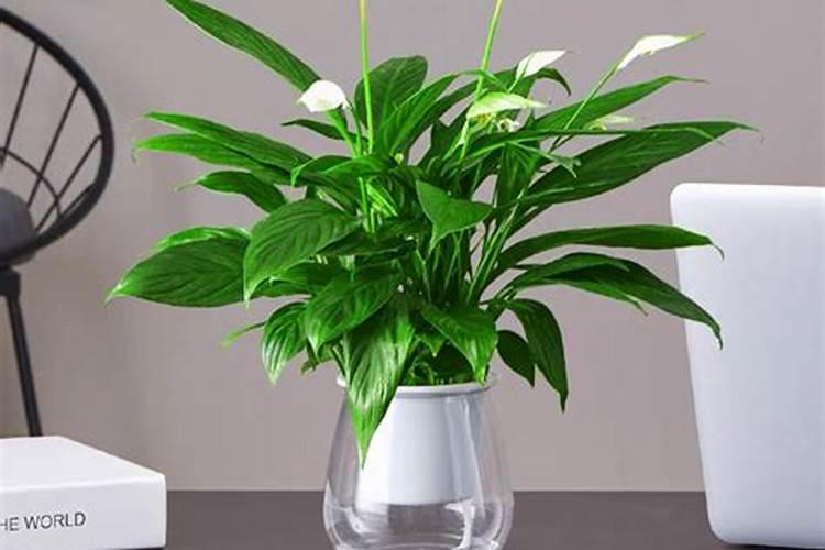 水培白掌施什么肥