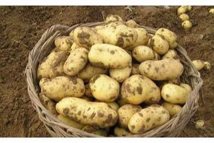 大量元素水溶肥的正确使用方法