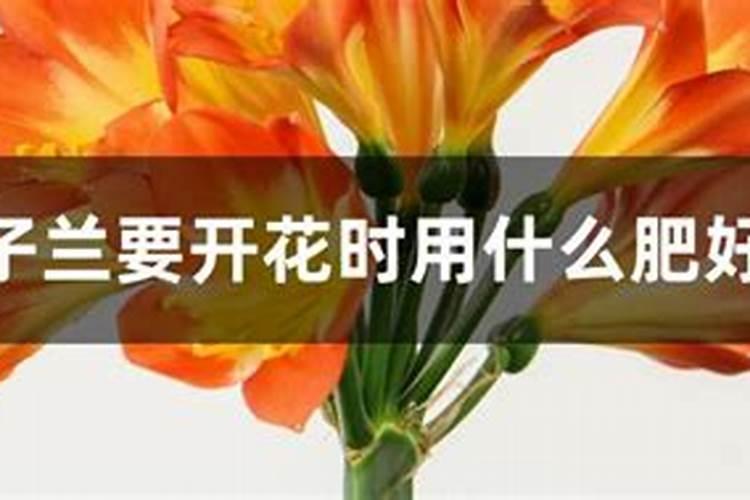 君子兰要开花时用什么肥好
