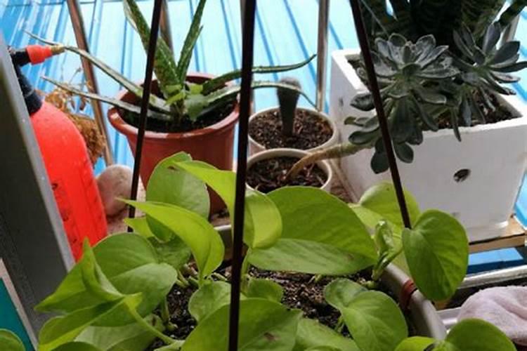 绿萝不长怎么办