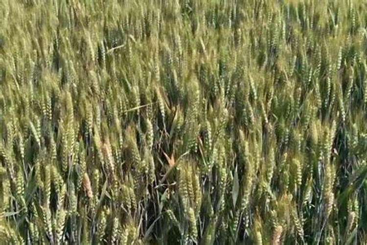 小麦一年施肥几次 施肥最佳时间