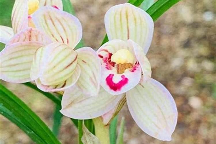 兰花要施什么肥？具体方法