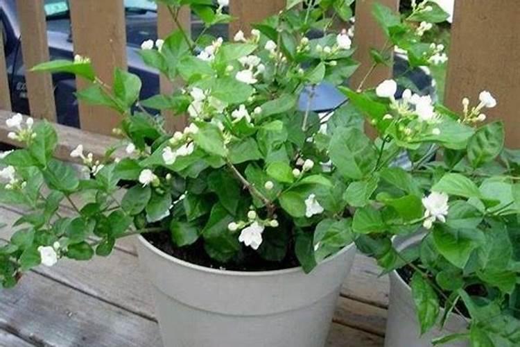 芦荟施肥方法,用什么肥好