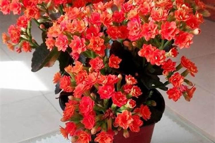 桂花施什么肥料最好