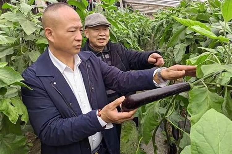 茄子的需肥规律是怎样的？施肥时需要注意哪些问题？