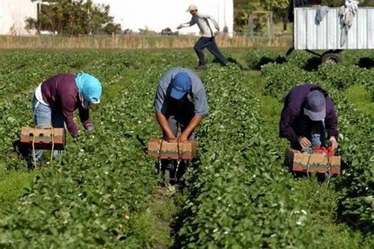 茄子不爱结果使用什么肥料