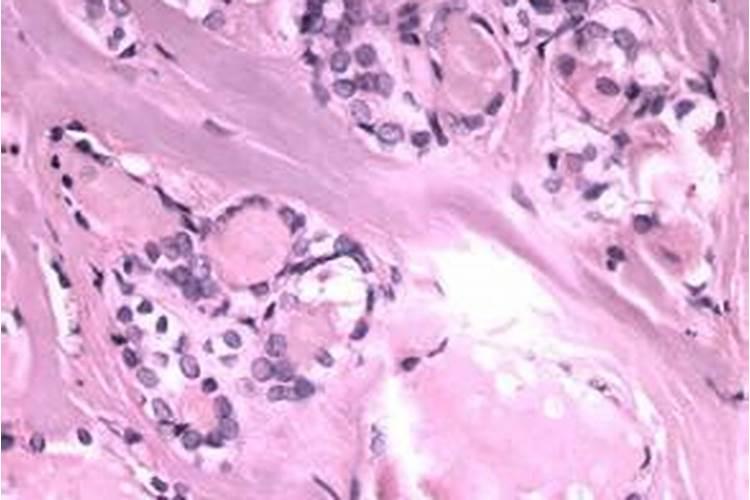 西红柿的生长过程!!!