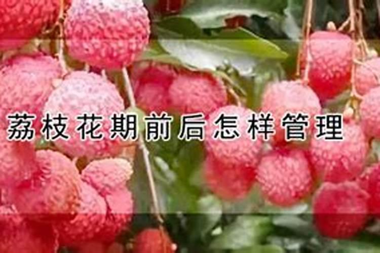 为什么夏天种植辣椒要补硼？硼有什么用？