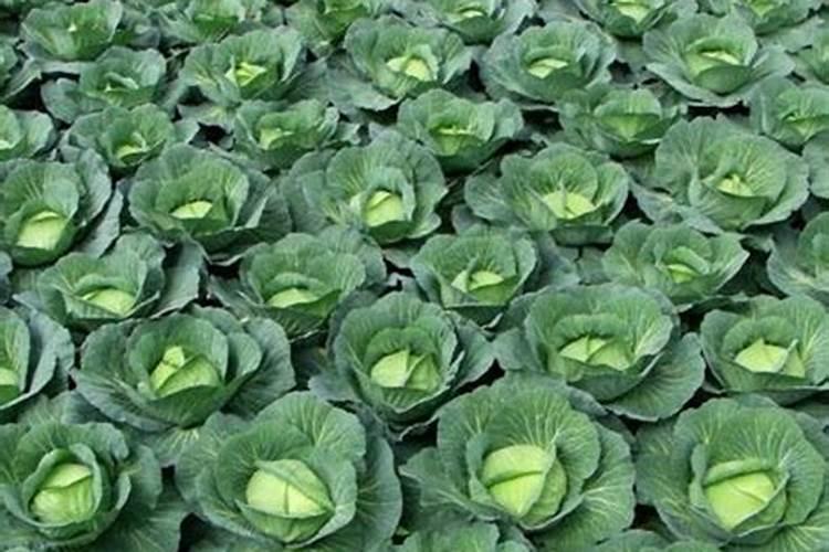 很多人会给甘蓝喷施腐植酸叶面肥,这么做有何好处呢？