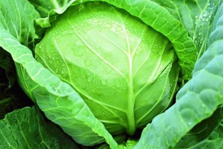 甘蓝菜的施肥方法 如何正确给甘蓝菜施肥