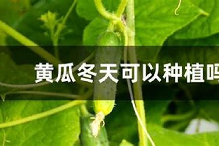 冬季大棚黄瓜的施肥要点