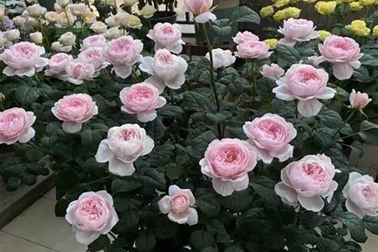 连续阴雨天月季怎么养？