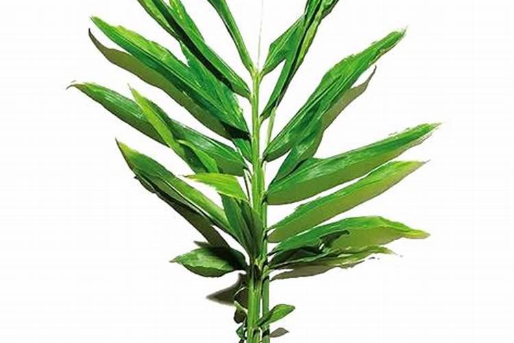 施倍多叶面肥的正确使用方法