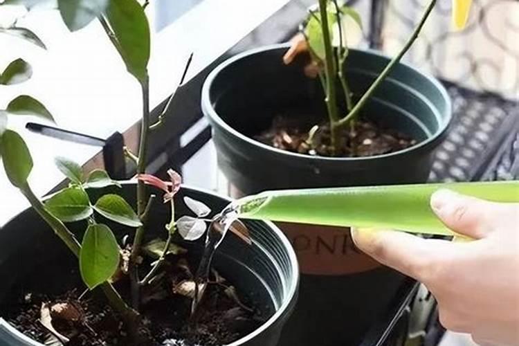 叶面肥尿素和磷酸二氢钾比例