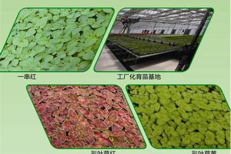 怎样在蔬菜上喷施叶面肥？ 代森锰锌在农业上的使用及注意事项