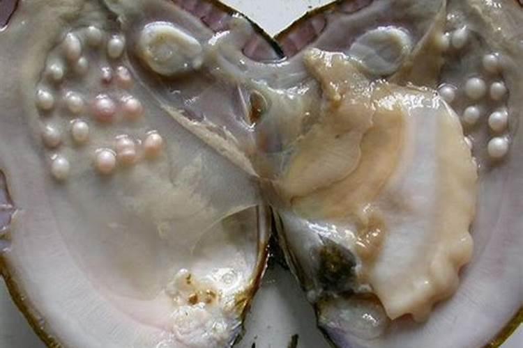 贝壳的养殖技术