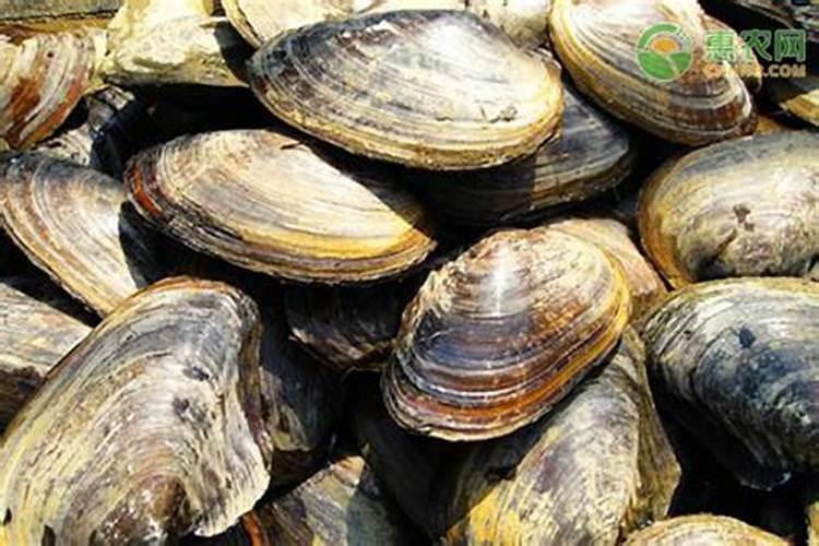 睡莲缸里可以养什么鱼？