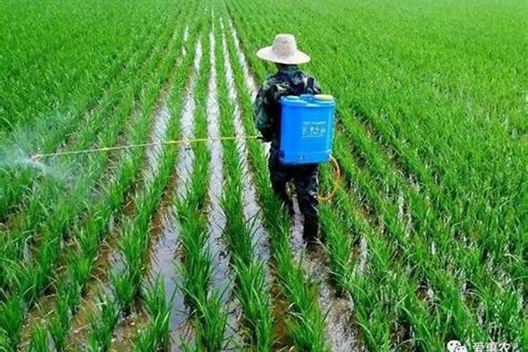 水稻除草后几天能追肥 使用方法有哪些